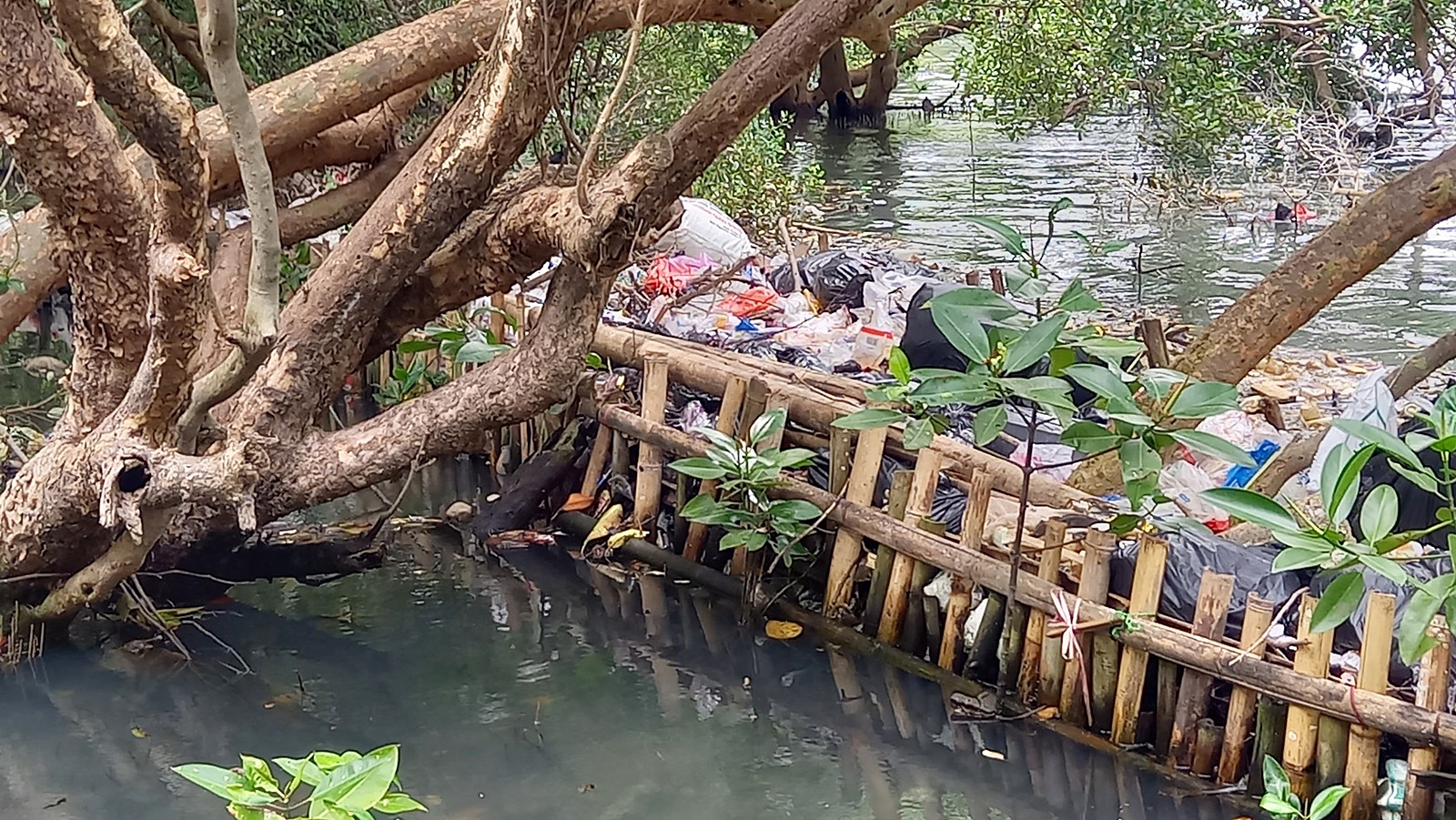 A bamboo fence was planted to intercept marine plastic debris from entering the mangrove area